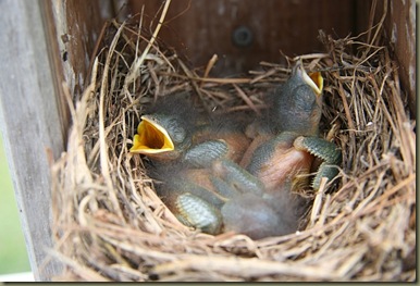 Birds 'n Such: Summer Blues